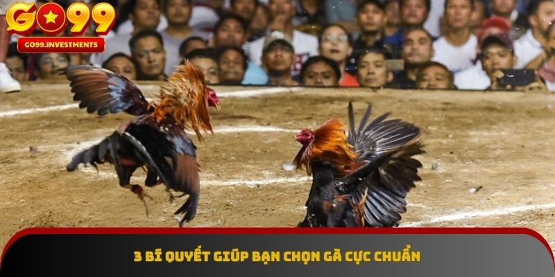 Mẹo hay giúp bạn chọn gà chuẩn trong đá gà cựa dao