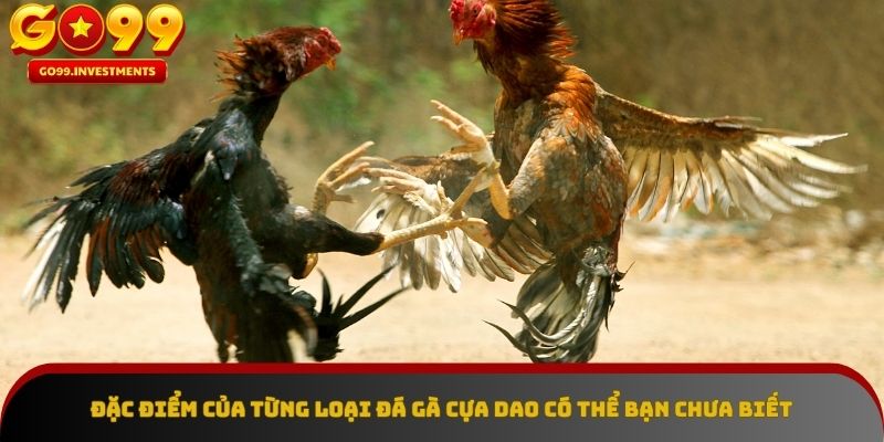 Những đặc điểm độc đáo của đá gà cựa dao