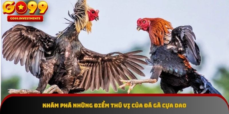 Những nét đặc sắc của đá gà cựa dao đầy kịch tính