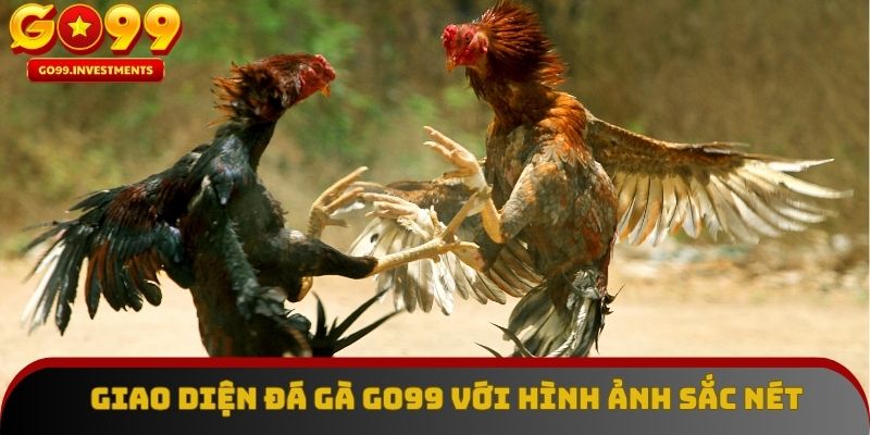 Giao diện đá gà GO99 với hình ảnh sắc nét và dữ liệu real-time. 