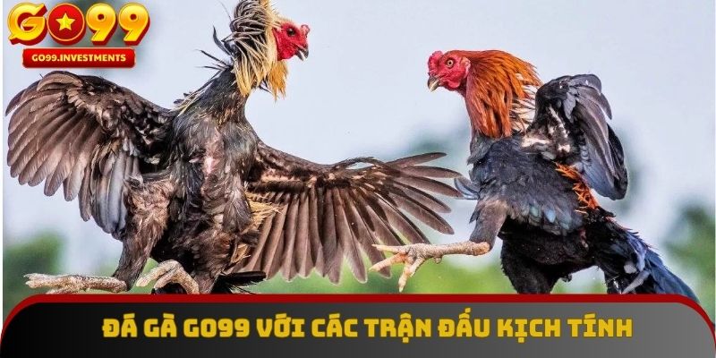 Đá gà GO99 với các trận đấu kịch tính, cập nhật liên tục