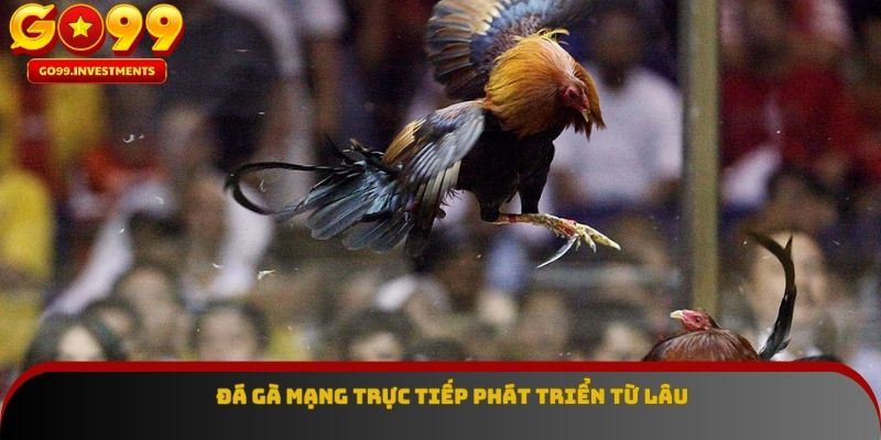 Đá gà mạng trực tiếp phát triển từ lâu
