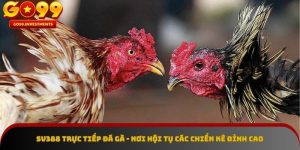 SV388 trực tiếp đá gà