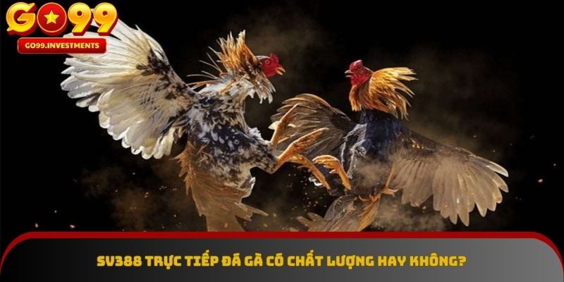 Đánh giá chất lượng của SV388 trực tiếp đá gà