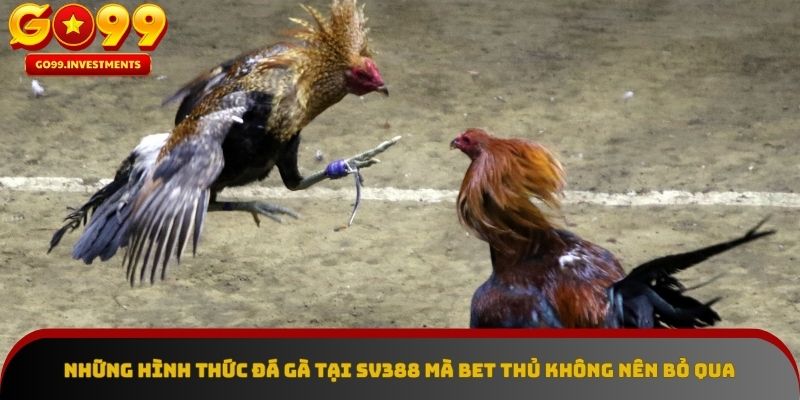 Các kiểu đấu gà độc đáo tại SV388