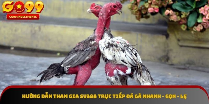 Hướng dẫn đơn giản để tham gia SV388 trực tiếp đá gà